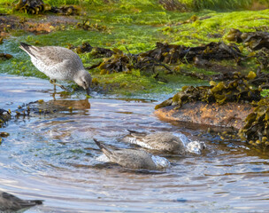 Knot wading birds on the coast
