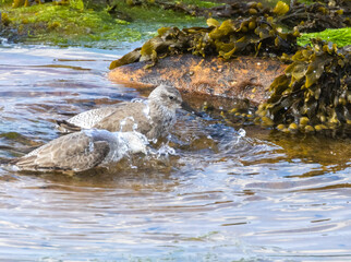 Two red knot wader birds bathing in a rock pool