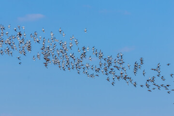 Large flock of red knot wading birds in flight over the ocean by the coast