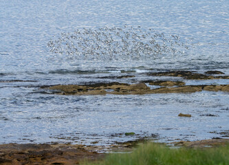 Large flock of red knot wading birds in flight over the ocean by the coast