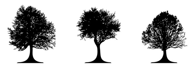 Fototapeta premium natural tree silhouette