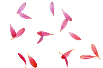 Falling petals png, red petals falling, pink petals falling, petals isolated on white transparent...