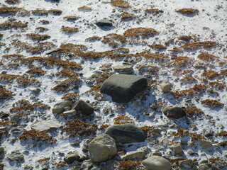 rocks and moss on snow-covered tundra in waning sunlight