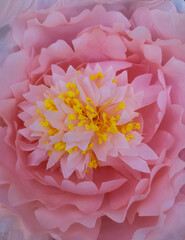 Flower close-up, pink petals with yellow stamens