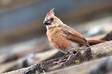 Very yiung female northern cardinal perched on a rooftop. © manuel