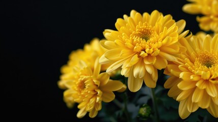 Obraz premium Chrysanthemum flowers in the autumn against a black backdrop