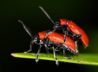 bugs reproducing in macro
