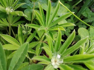 Obraz premium 水玉