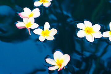Fototapeta premium Tropical flowers on a blue water background. Top view, flat lay.