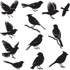 Obraz premium set of birds