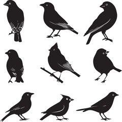 set of birds