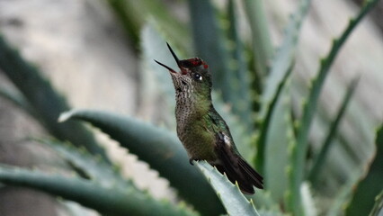Fototapeta premium Colibrí picaflor (Sephanoides sephaniodes) Posado en Planta de Aloe Vera. / Hummingbird.