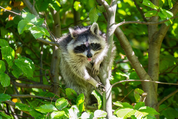 Racoon or Raccoon on Tree, In German called Waschbär, Shot in the State of Vorarlberg, Austria