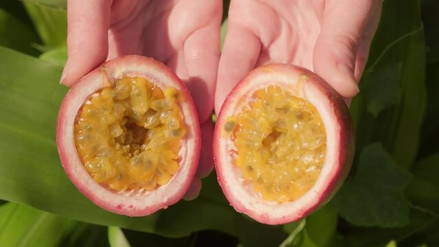 Hands open ripe passion fruit into two halves close-up.