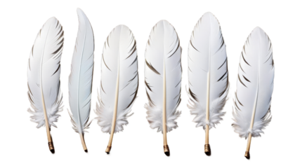 feathers four white feather bird single chicken individual object waft light smooth fragile concept person dream purity animal cygnet fluffy gravity effortless strand imagination lightly isolated