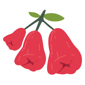 Red water apple or rose apple vector illustration, buah jambu air or jambu gelas merah, bell fruit or jambu air mawar, java apple isolated