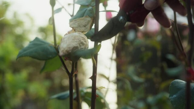 Close-Up Footage of Pruning Rose with Garden Shears: Detailed Stock Video of Hand Trimming Rose Bush with Pruning Scissors
