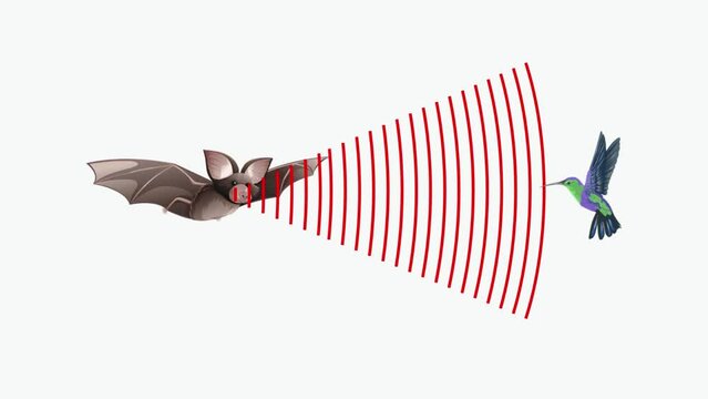 Vector illustration of echolocation system