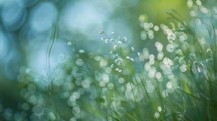 Blurred the grass for abstract background