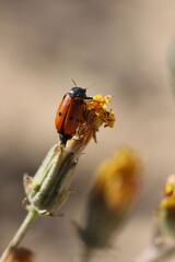 ladybird on a flower
