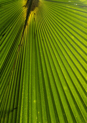 Closeup Background of a Palm Leaf Backlit with Sunlight.