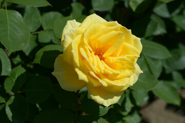 インカ　バラの花