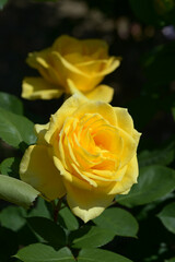 インカ　バラの花