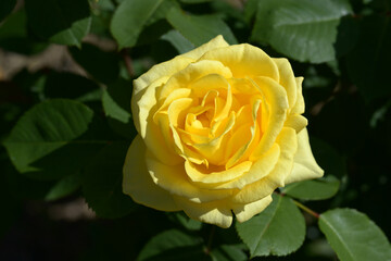 インカ　バラの花