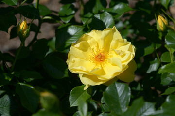 ゴールドシャッツ　バラの花