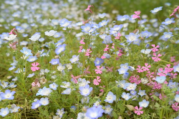 Blooming flowers in spring in Japan