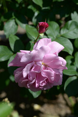 チュチュ　バラの花