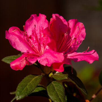 Pink Azalea in Bloom