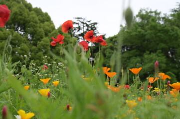 Blooming flowers in spring in Japan