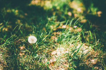 茨城県石岡市常陸風土記の丘（5月）新緑の中のたんぽぽの綿