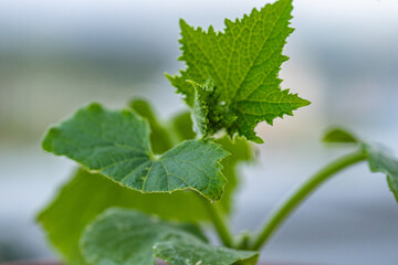 Sustainable gardening, organic herb cultivation.