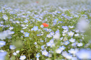 Blooming flowers in spring in Japan