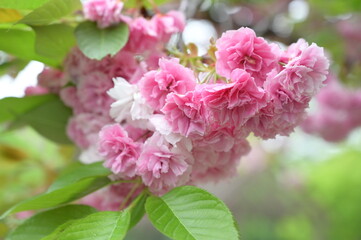 Blooming flowers in spring in Japan
