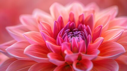 Close up of a Lovely Pink Dahlia Flower