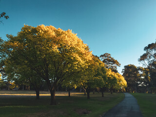 autumn tree in park