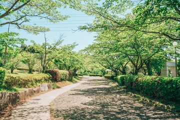 茨城県石岡市常陸風土記の丘（5月）新緑の木漏れ日