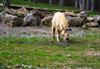 Takin is grazing on green grass in the forest.