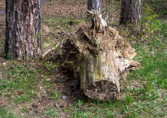 Old tree trunk with roots in the forest.