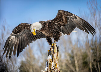 Majestic bald eagle perched on a rotten old tree with wing spread against blue sky