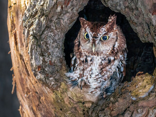 Western Screech Owl looking out of a tree hole