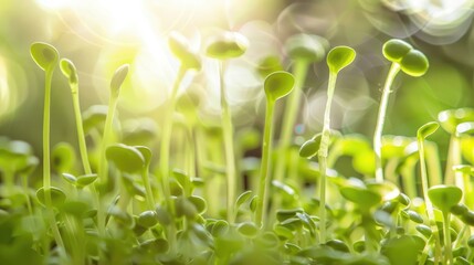 Close up photo of microgreen sprouts with backlighting and blur