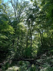 forest park with green trees