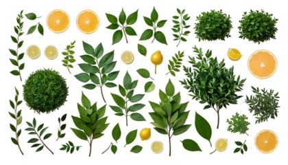 background image dge transparent hedge isolated green bush garden barrier shrub plant landscape nature wall leaf outdoors border trimmed dense labyrinth decorative foliage lush ornamental privacy