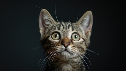 A surprised domestic cat gazes ahead