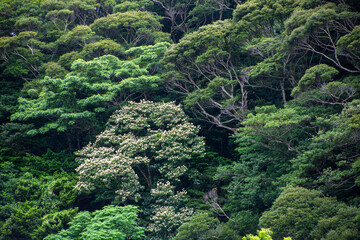 奄美, 照葉樹林の森