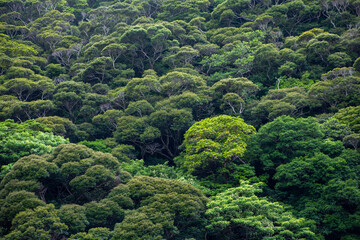 奄美, 照葉樹林の森